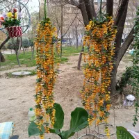 گل فروشی ابوالفضل|گل و گیاه طبیعی|پاکدشت, پاکدشت (مامازند)|دیوار