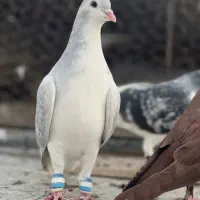 ساده پولکی|پرنده|بردسکن, |دیوار