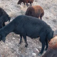 قوچ قره قز موفر|حیوانات مزرعه|ماهنشان, |دیوار