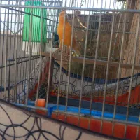 قناری نر ردفاکتور|پرنده|ایلام, |دیوار