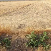 زمین زراعی مناسب گلخانه و دامداری و...