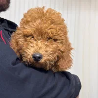 پودل مینیاتور نر رنگ رد ۳/۵ ماهه