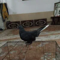 کفتر|پرنده|قم, صفائیه|دیوار