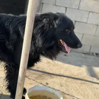 واگذاری|سگ|بیضا, |دیوار