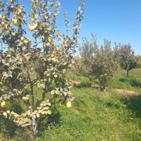 فروش ۵۵ من محلی باغ|فروش دفتر صنعتی، کشاورزی، تجاری|مراغه, |دیوار