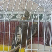 دو عدد جوجه سینامون دونخور کشیده