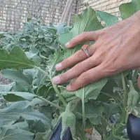 فروش باغ ، ۳۰۰ نتری، چهار دیواری، قم|فروش زمین و ملک کلنگی|سلفچگان, |دیوار
