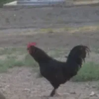 سلام خروس شب یلدا یک ملیون|حیوانات مزرعه|بازرگان, |دیوار