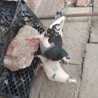 قفس یک و نیم در یک با 5 عدد کبوتر