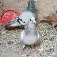 مجسمه کبوتر