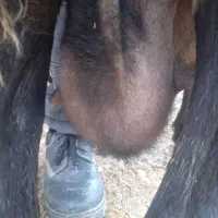 میش|حیوانات مزرعه|خرمآباد, |دیوار