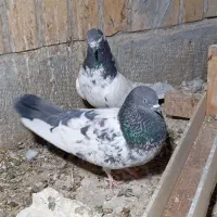 نر و ماده ظمانت تخم جوجه|پرنده|نیک شهر, |دیوار