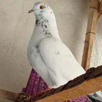 کفتر پرشی|پرنده|رشت, سلیمانداراب|دیوار