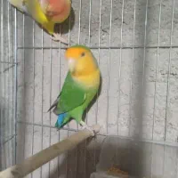 کوتوله برزیلی هلوهلو