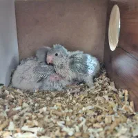 جوجه راهب سرلاکی