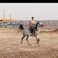 اسب نریان