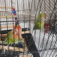 یک جفت طوطی برزیلی