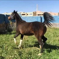 حیوانات|اسب و تجهیزات اسبسواری|اصفهان, شهشهان|دیوار