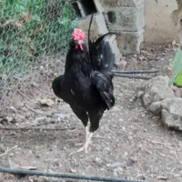 تخم مرغ نطفه دار گلین