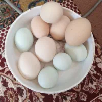 تخم مرغ گلین برهما نطفه دار