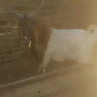 فروش بزغاله نر اصل