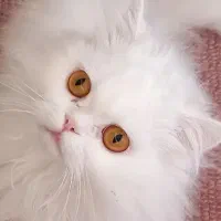 گربه پرشین نر سفید|گربه|کاشمر, |دیوار