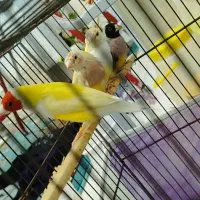فنچ گلدین با جوجه(قناری عروس هلندی طوطی سهره|پرنده|اردبیل, |دیوار