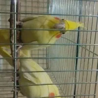 فروش|پرنده|علیآباد کتول, |دیوار