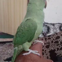 فروش سه پرنده بندرلنگه