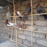 کبوتر سرخ|پرنده|ساوه, |دیوار