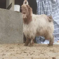 بزغاله تخمی درجه یک