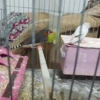 فنچ نر و ماده