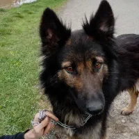 واگذاری سگ نگهبان ماده اصلی