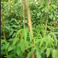 نهال گردوی حاجی عربی