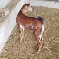 کهر نر گوشتی