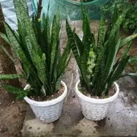 گل سانسوریا سبز