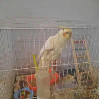 عروس هلندی نر سه ماهه
