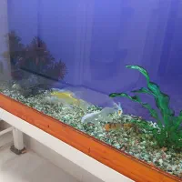 آکواریوم|ماهی|نیشابور, مازول|دیوار