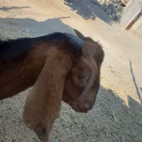 کهره نر|حیوانات مزرعه|رودان, |دیوار