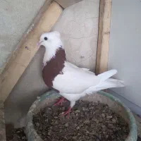طوقی ماده
