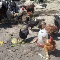 سگ زبر و زرنگ گوش تیز