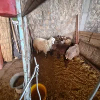 قوچ..ورن داشتی.|حیوانات مزرعه|شباب, |دیوار