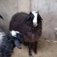 بره‌شال‌اصل‌