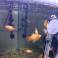 پلاتی بالن توکسیدو پلاتی سان رایس|ماهی|بندر ماهشهر, |دیوار