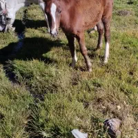 قیمت ۴۵۰۰۰۰۰۰میلیون