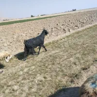بز چاق|حیوانات مزرعه|مرودشت, رامجرد یک|دیوار
