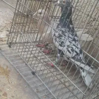 سرور المانی خوشگل