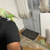 شاه طوطی ماده|پرنده|بندرعباس, |دیوار