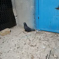 کفتر کلاغ بهبهانی پامیلی|پرنده|داراب, |دیوار