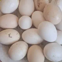 تخم نطفه دار گلین کود مرغی رایگان